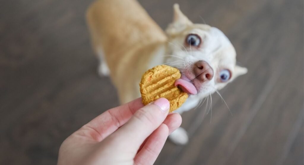 diy puppy treats image